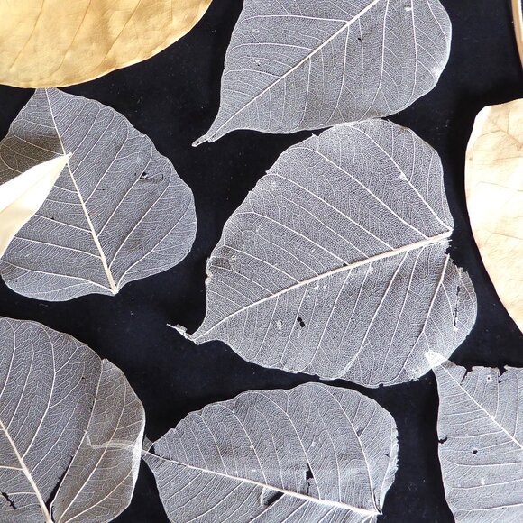 NEW NATURAL DRIED BODHI SKELETON FALL LEAF BOX DECOR SCRAPBOOK CRAFT ODDITY - Picture 5 of 7